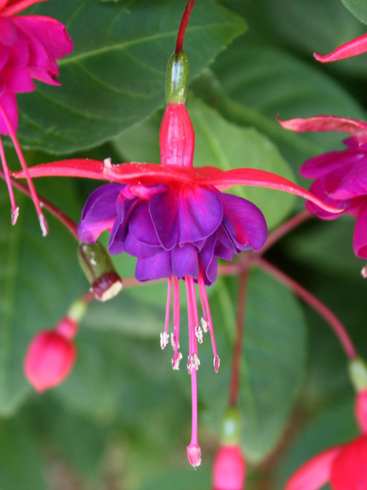 Fuchsia General Monk